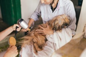 toilettage pour animaux