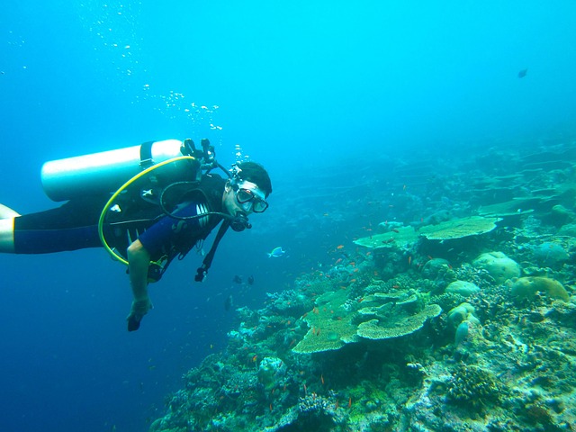 plongée sous-marine